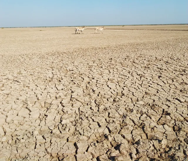 Vachhraj Dada Temple
