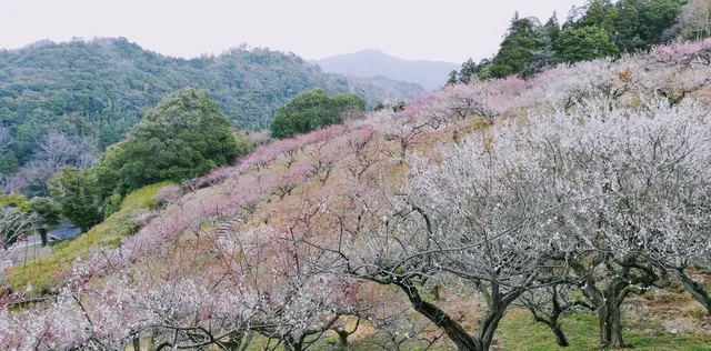 Parque Misumi Bairin