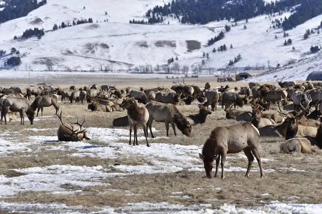 National Elk Refuge