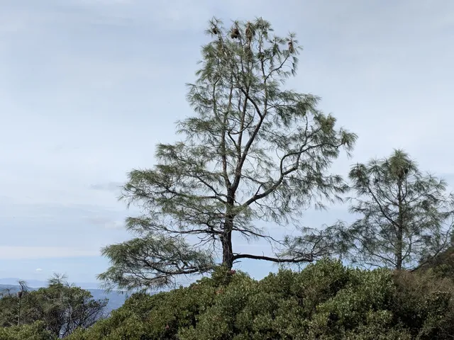 Mount Diablo Interpretive Association