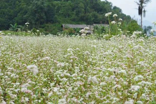 Thach Son Than Buckwheat Flowers Fields