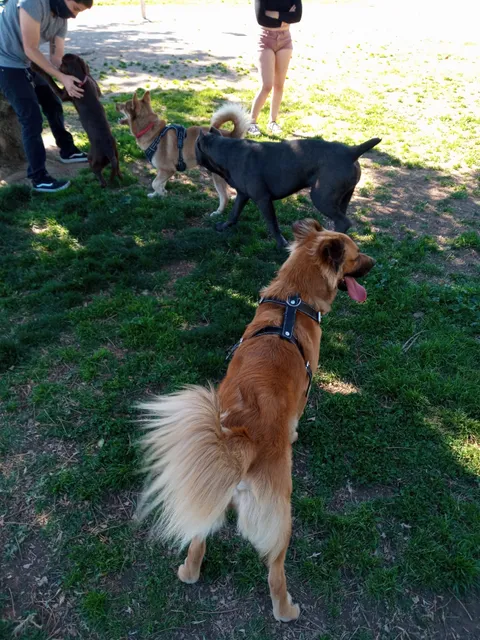 Central Bark Dog Park