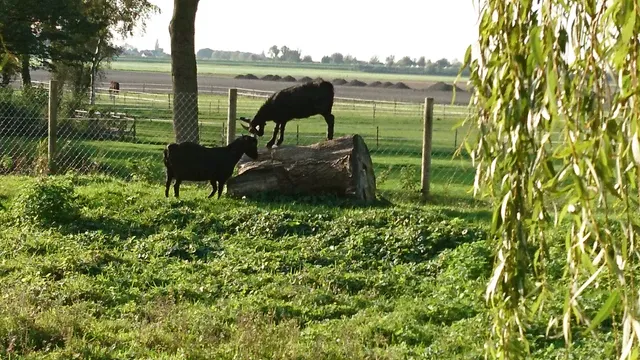 Stichting Oud Zevenhuizen-Moerkapelle