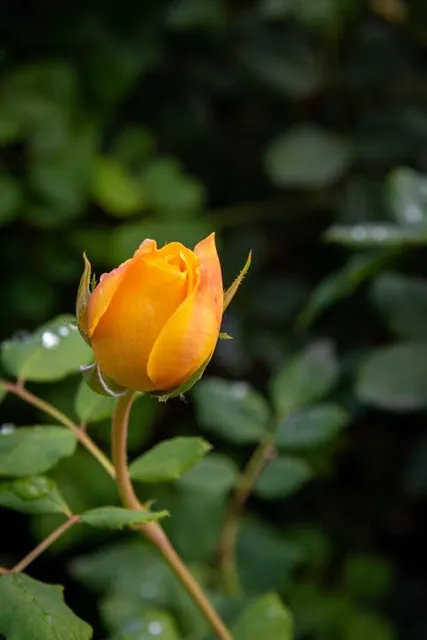 The Gardens at Heather Farm