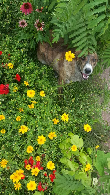 Treecourt Unleashed Dog Adventure Park | Dog Park | (Registration Required)