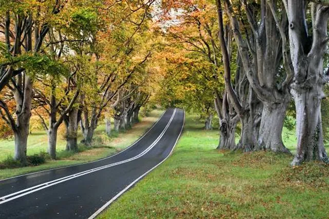 Kingston Lacy Estate