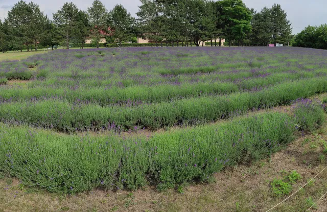 Csongrádi Levendula Farm