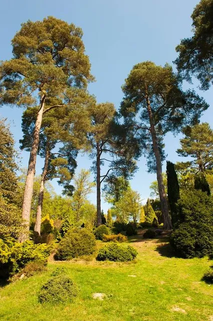 Bedgebury National Pinetum and Forest