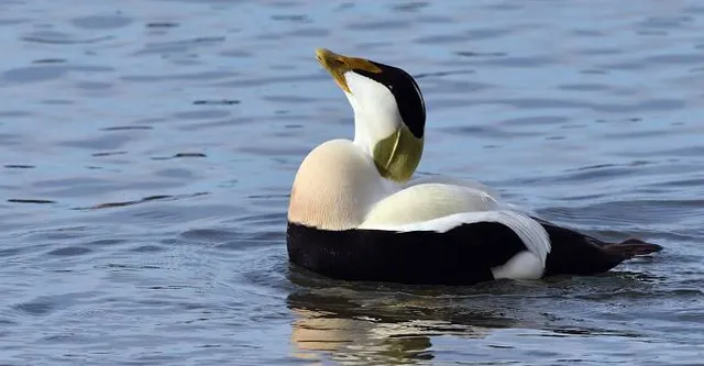 Fremont Public Beach