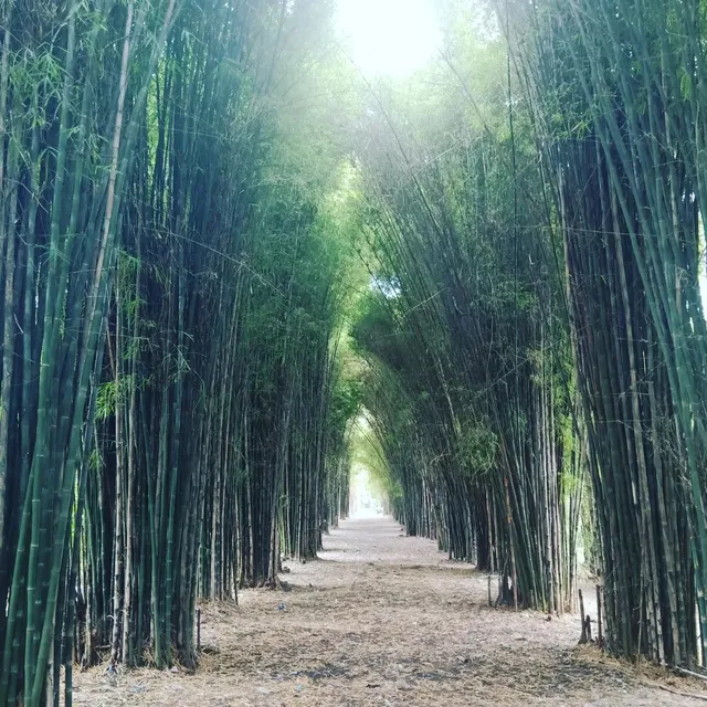 Hutan Bambu Keputih Surabaya