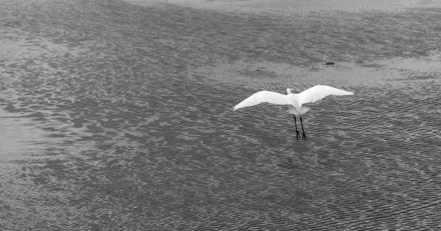 L’oiseau mécanique