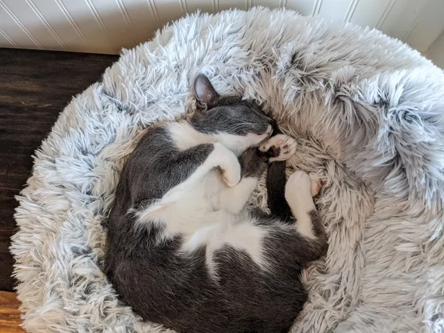 The Scratching Post Cat Cafe