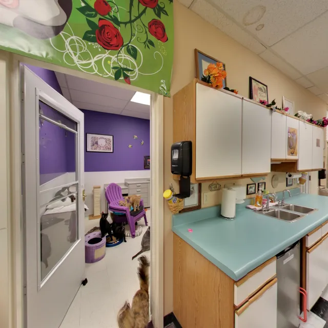 Cat Angels Pet Adoptions