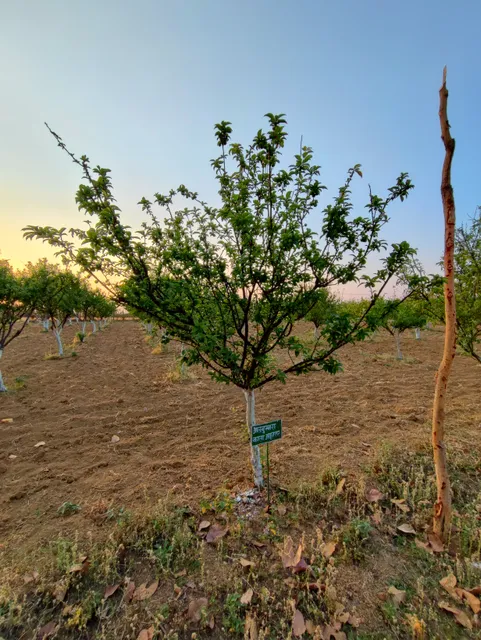 Apple Garden (Mainpat)