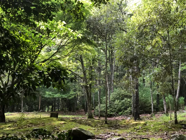 Kawanaka Natural Park