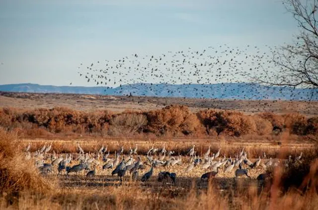Bosque del Apache National Wildlife Refuge Visitor Center