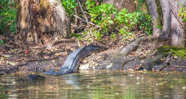 Lake Waccamaw State Park