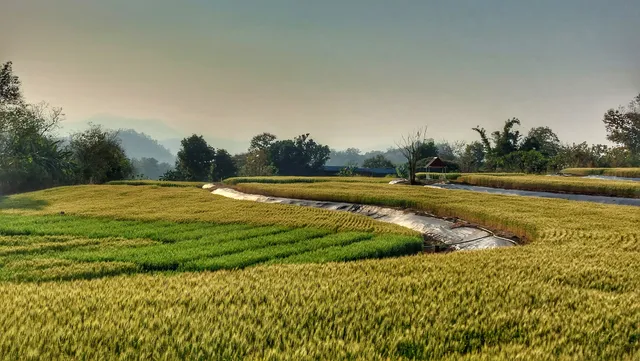 Wheat Fields Samoeng Rice Research Center