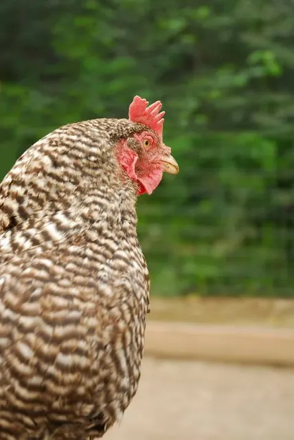 Parc Animalier Guiguitte en Folie