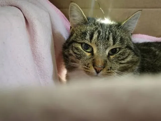 Mahatma Phule Museum