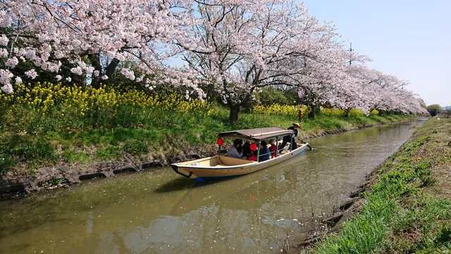 オウミハチマンワセンカンコウキョウドウクミアイスイゴウメグリ