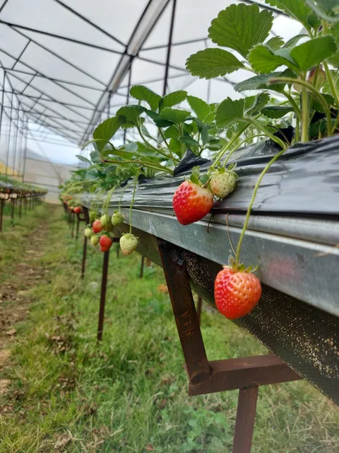 Vườn dâu tây đà lạt- Khả Hân