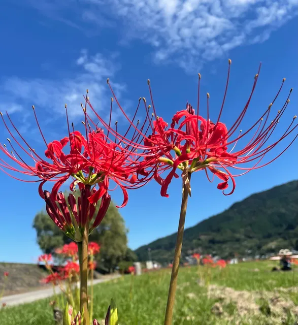 Hoshitani Athletic Park