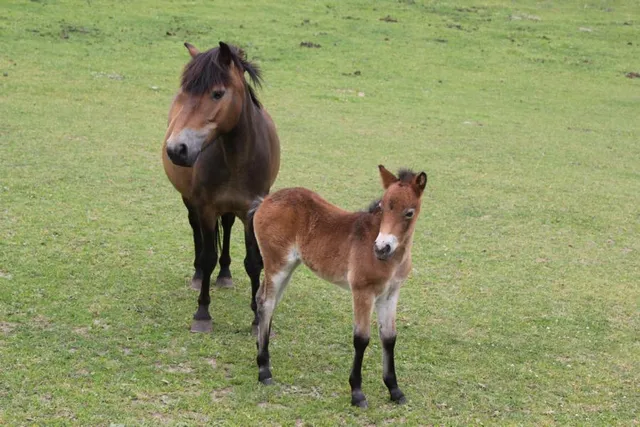 Haustierpark Lelkendorf