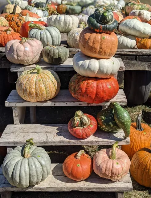 Carpenters Pumpkin Farm L.L.C.