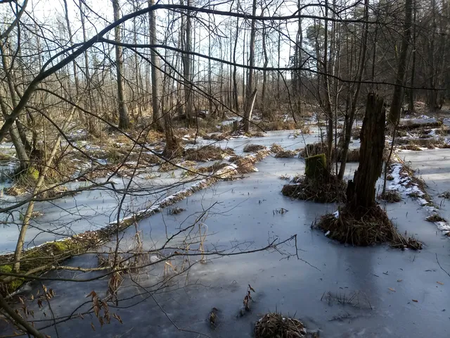 Obszar Ochrony Ścisłej Sieraków