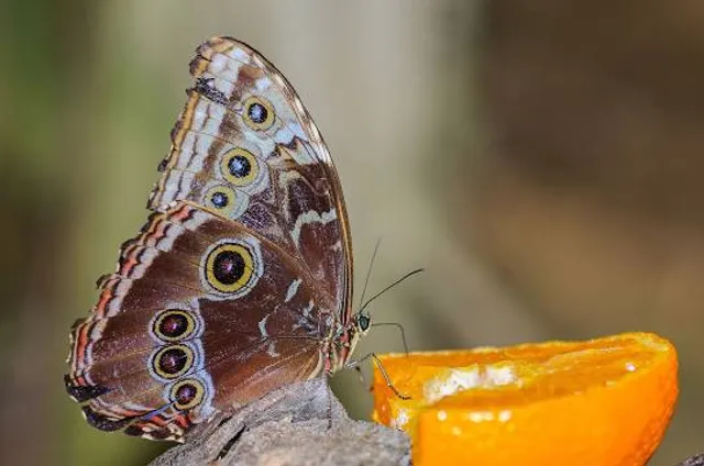 Butterfly Park Empuriabrava
