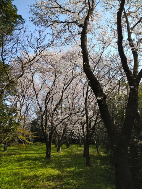 Tenjinyama Castle Ruins