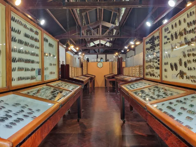Daintree Entomological Museum