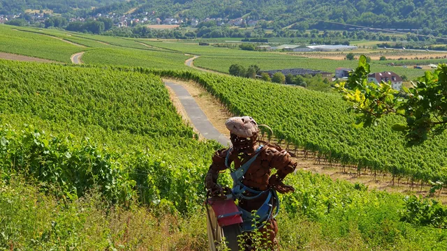 terroir f Sommerhausen - Wein und Kunst