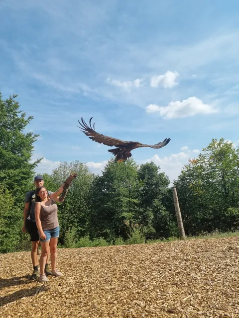 Falknerei Marco Wahl