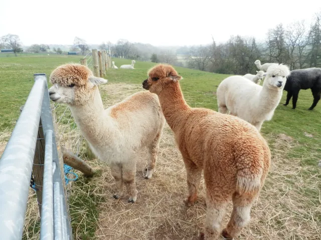 Teesdale Alpacas