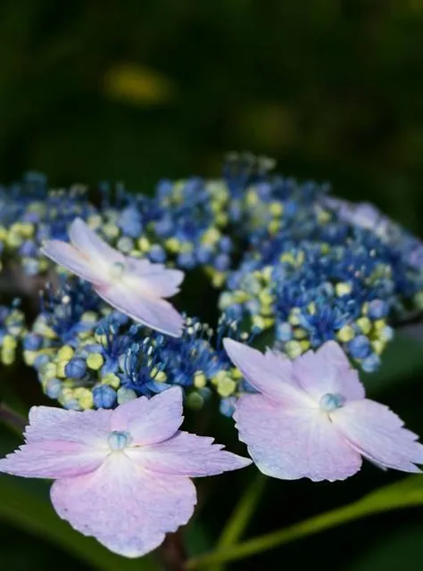 UNC Charlotte Botanical Gardens