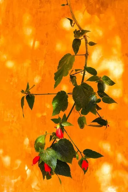 Yunnan Military Academy