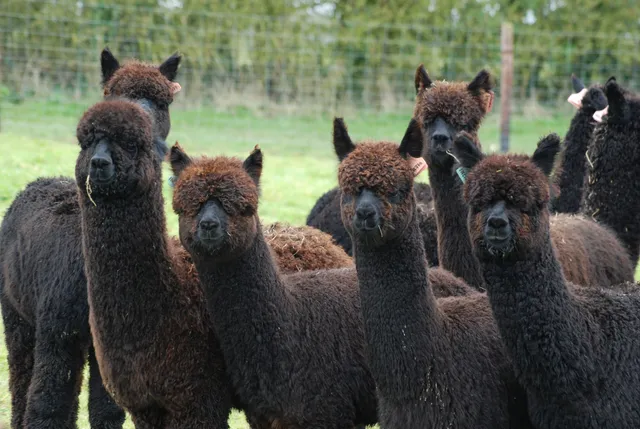 Sweet Home Alpaca