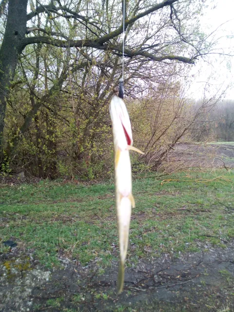 Monuments from a granite