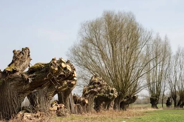 Slatinski vrelec Nuskova