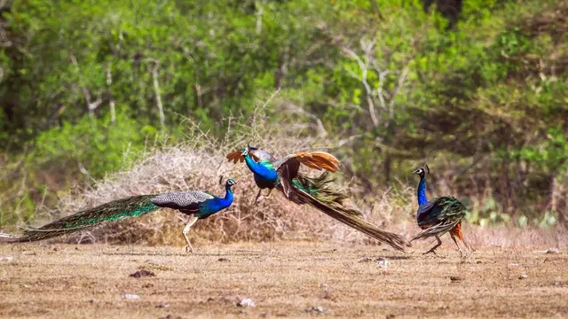 Bundala National Park