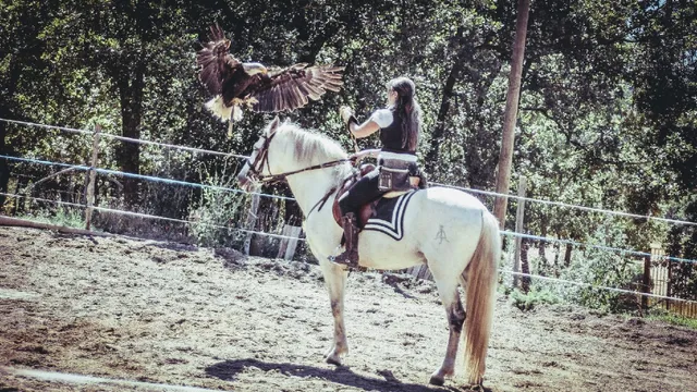 Les Aigles du Verdon 🦅 Spectacle Fauconnerie et fauconnerie équestre-Greoux les bains