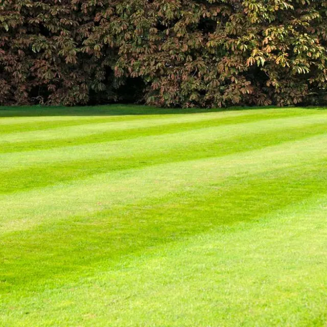 4 Ever Green Tree Services