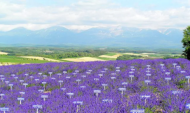 Miyama Pass Viewing Vista