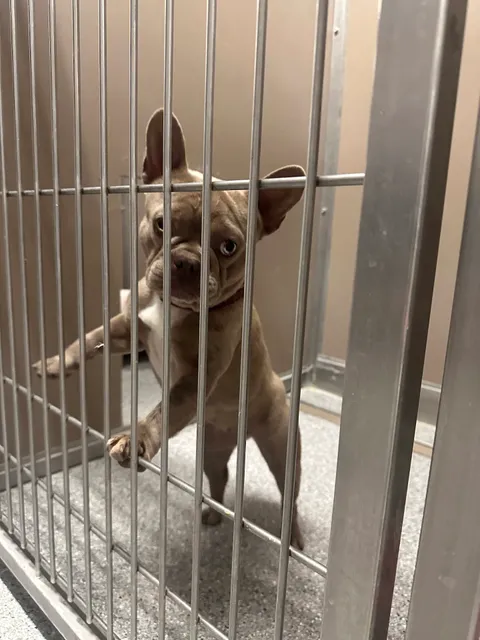 Animal Care of Davis County