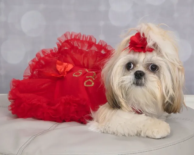 Dogfather Grooming Stratford