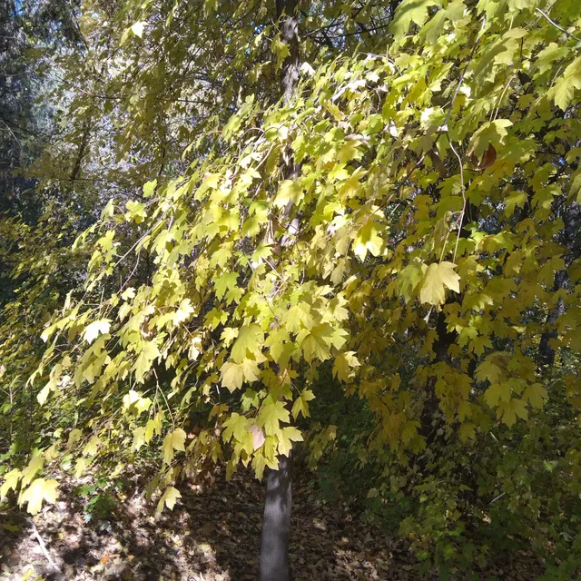 Gorodskoy Botanicheskiy Sad