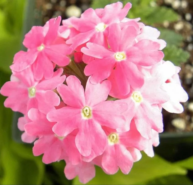 Mountain View Gardens