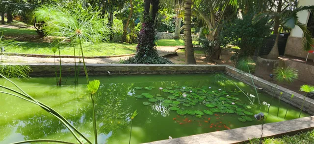 Sarius Palmetum Botanical Gardens